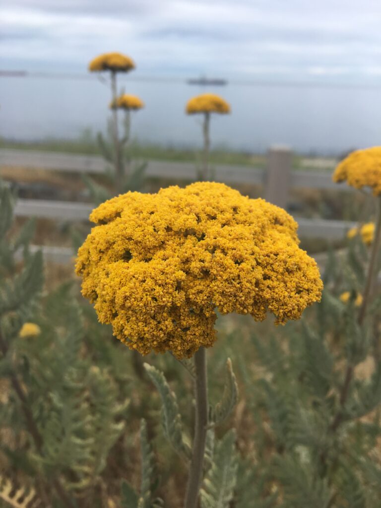 The image used in this post is one I took in the summer of 2018 of a flower. The focus of the picture is a Yarrow flower and its colour is a mustard yellow. In the immediate background are a few more Yarrow's of various heights in front of a grey-brown fence. In the furthest distance is the coastline of the Pacific Ocean. The weather in this picture is partly cloudy. The image used in this post is one I took in the summer of 2018 of a flower. The focus of the picture is a Yarrow flower and its colour is a mustard yellow. In the immediate background are a few more Yarrow's of various heights in front of a grey-brown fence. In the furthest distance is the coastline of the Pacific Ocean. The weather in this picture is partly cloudy.